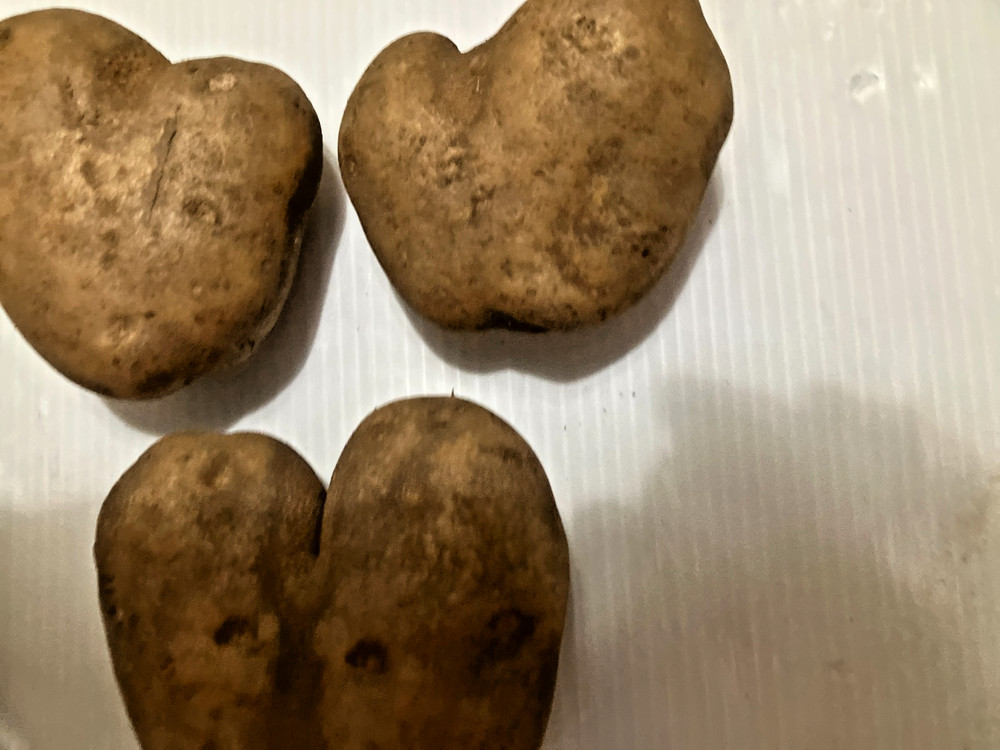 (3) Heart Shaped Potatoes