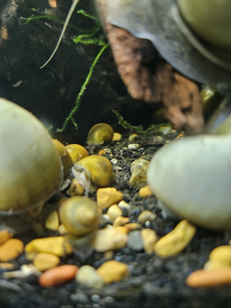 BLUE MYSTERY SNAILS!!!! 10PK