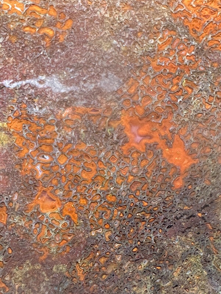 Dinosaur gem bone rough **hxtled large slab.