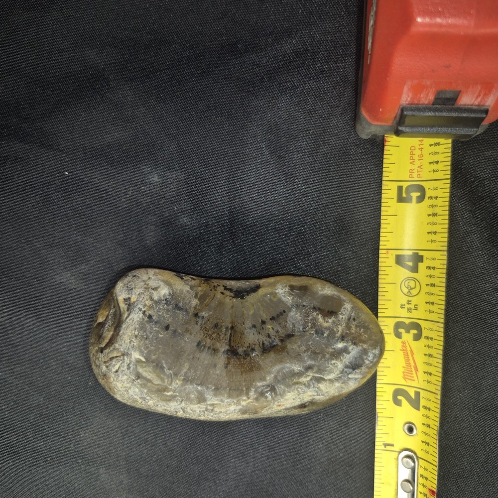 Montana Moss Agate