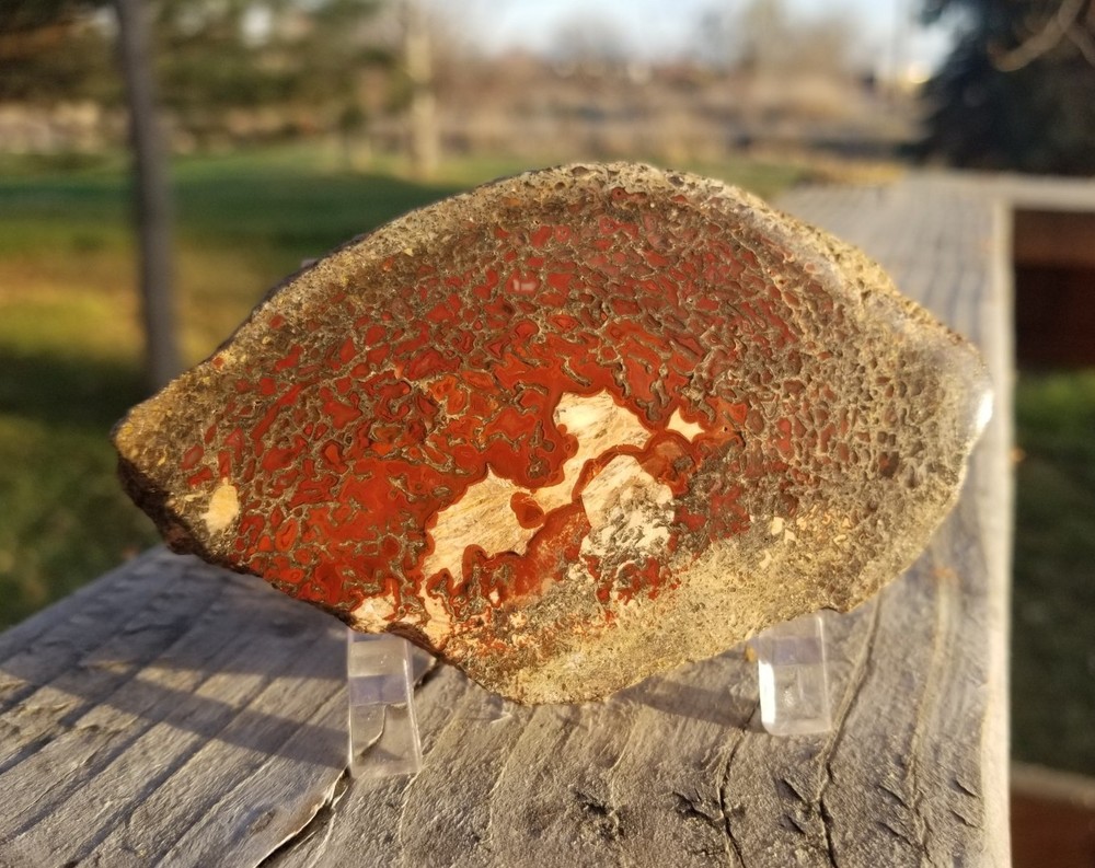 Great Red Deep Cell Agatized Dinosaur Gem Bone Polished Slab Specimen Display