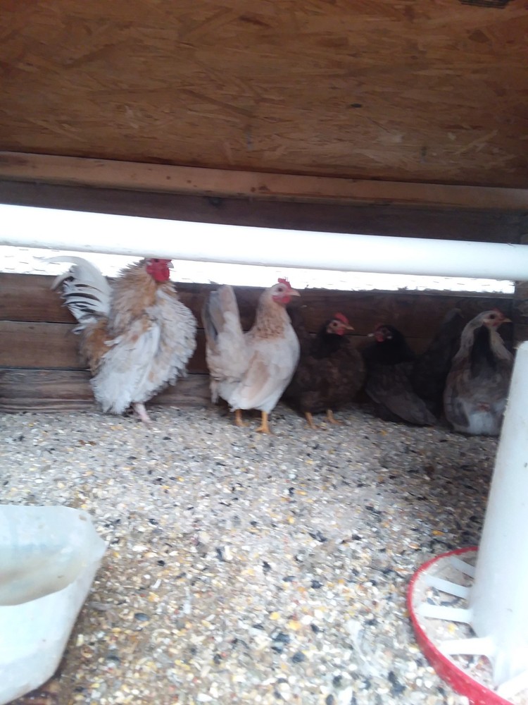 10+ Fertile Serama Chicken Hatching Eggs