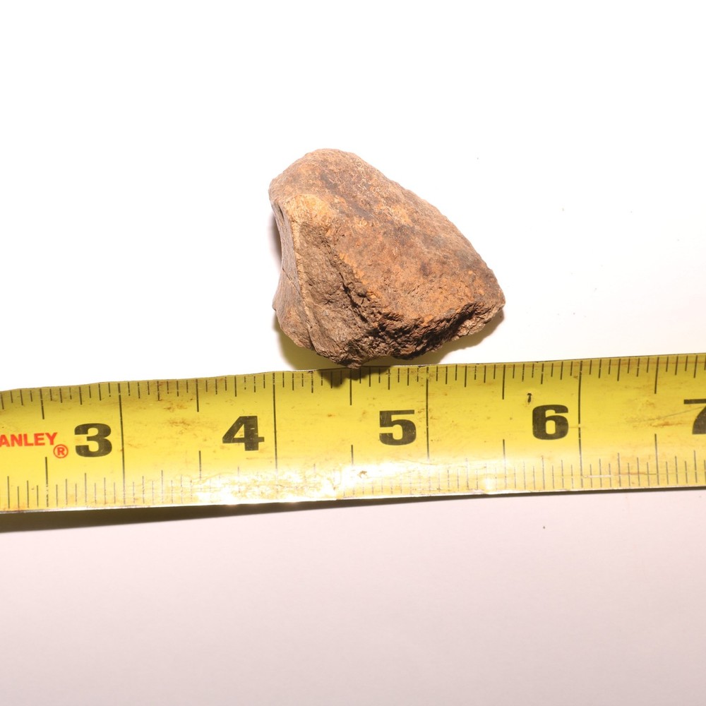 Very Nice Dinosaur Vertebrae Process Bone Fossil Hell Creek Formation Cretaceous