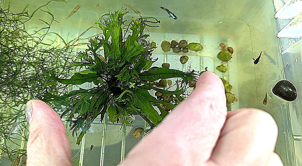 PK Endlers - Windelov Java Fern (Microsorum Pteropus) - YOU CHOOSE OPTIONS