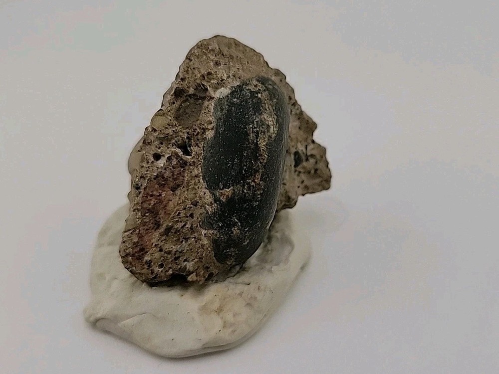 Real Permineralized Reptile Egg Fossil