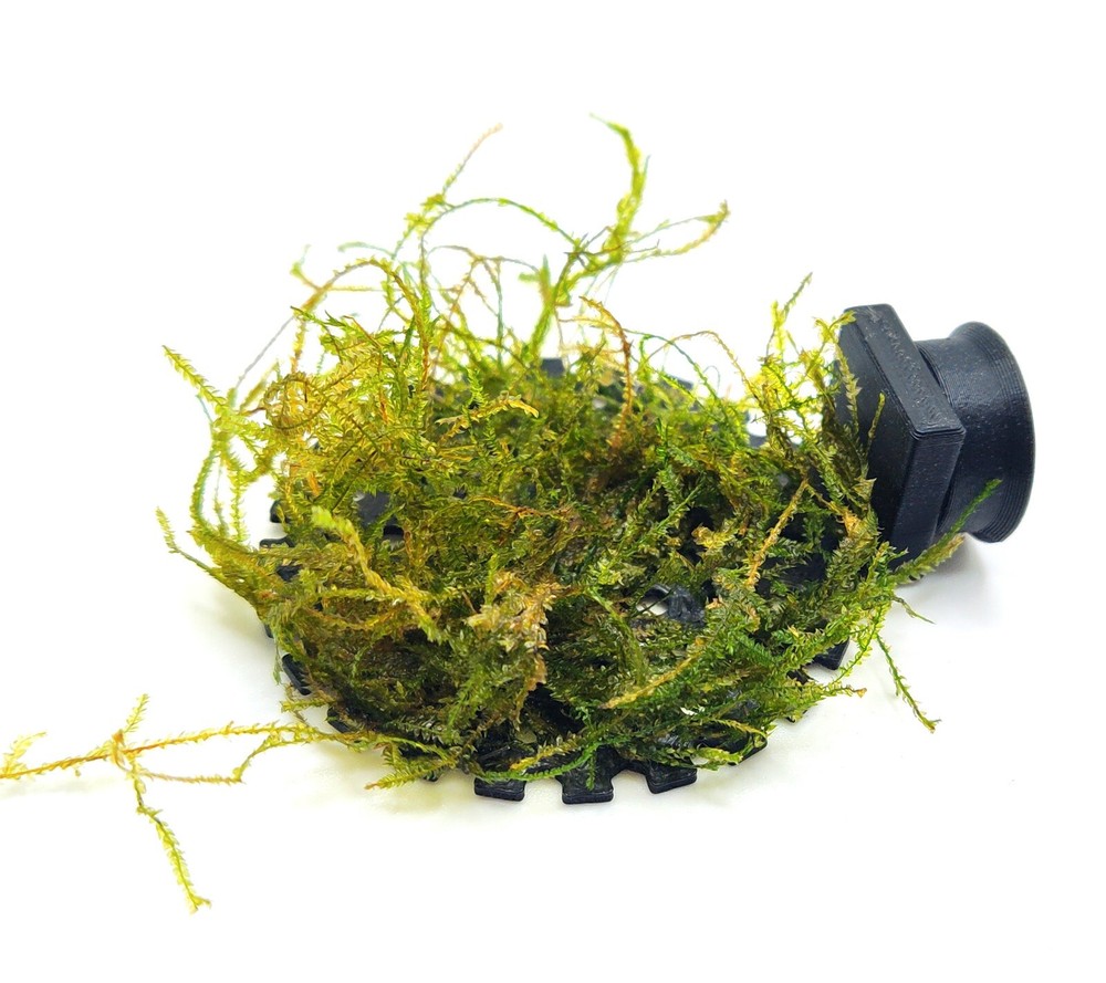 Magnetic aquarium moss ledge