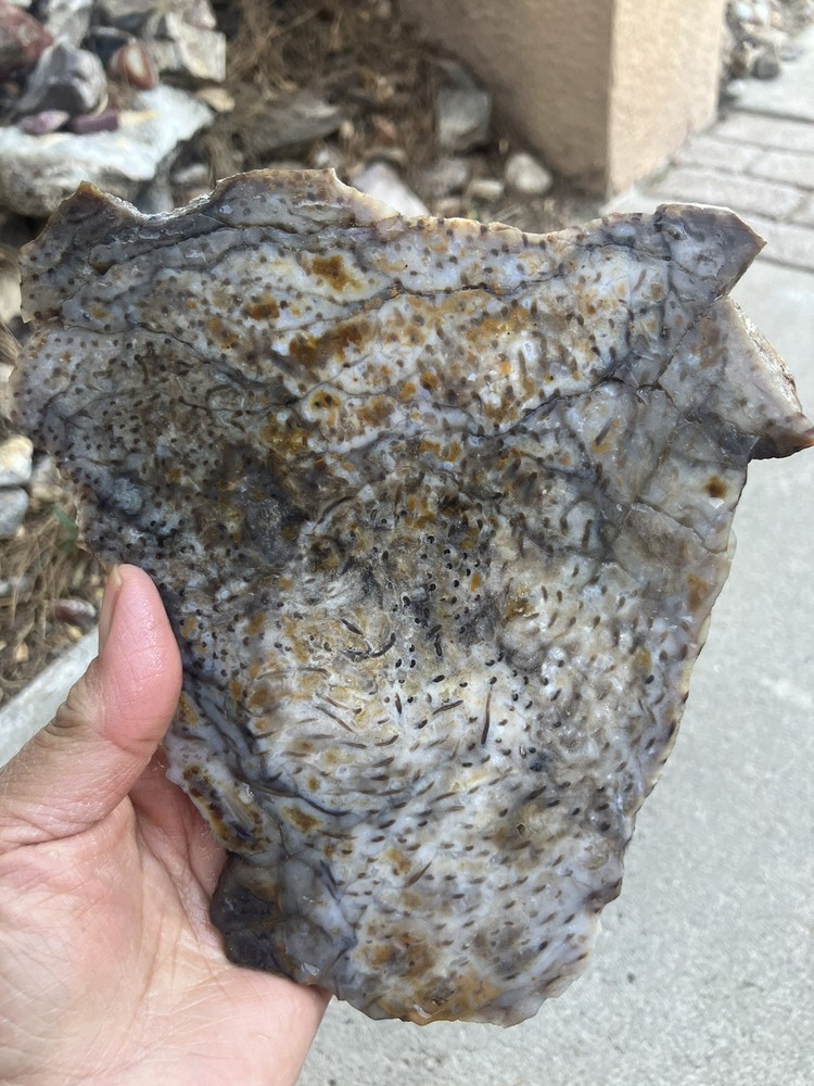 Palm Wood Slab