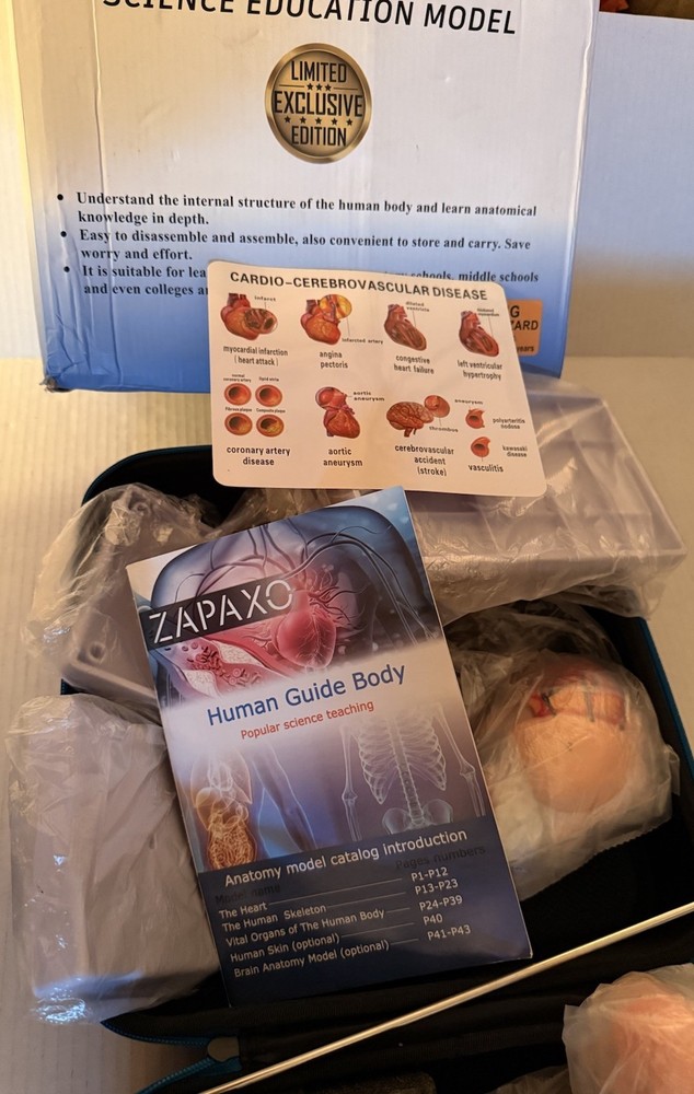 Human Anatomy Science Education Model Set