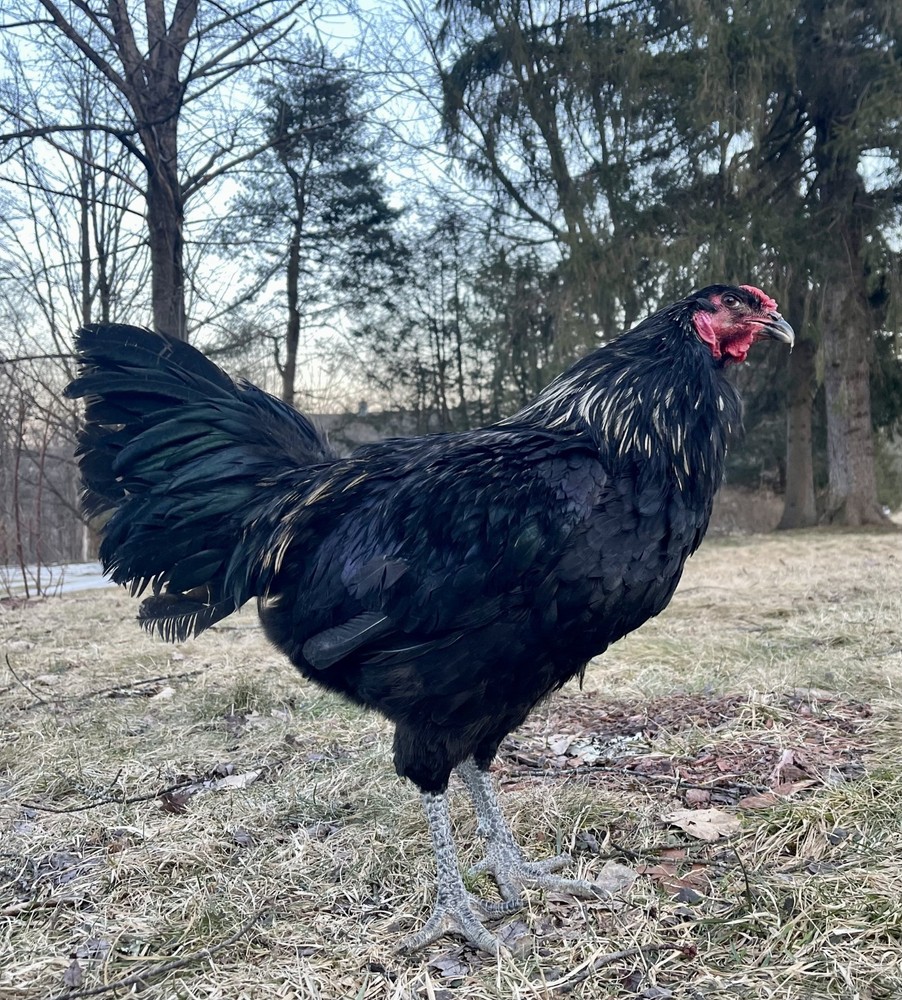 BRUGES  100% PURE TYPE ( 12 ) HATCHING EGGS
