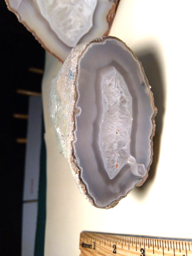 Petrified Wood Limb Casts