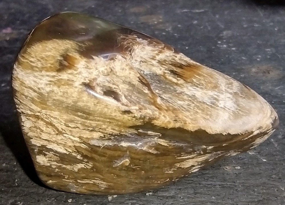 Polished Petrified Wood 1.51oz