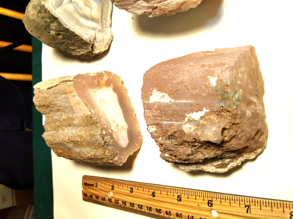 Petrified Wood Limb Casts- Over 7-1/2 lbs.