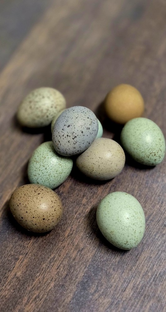 Button Quail - Hatching Eggs-  Chinese Painted SPECIAL RARE.  6++ Eggs!