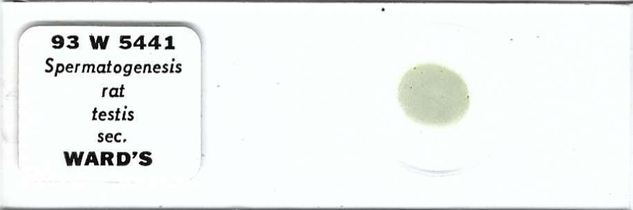 Spermatogenesis Rat Testis Microscope Slide