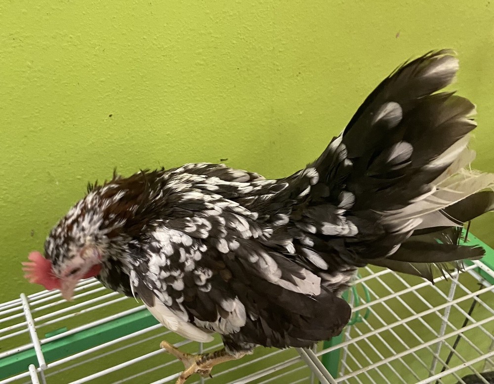 8+2 Micro Kikiriki Serama Hatching Eggs 4H Projects Teacup chickens