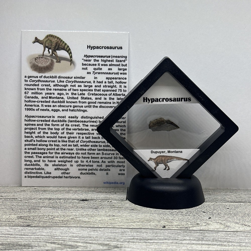 Hypacrosaurus Duckbill Extinct Dinosaur Bone Fossil with Display Case