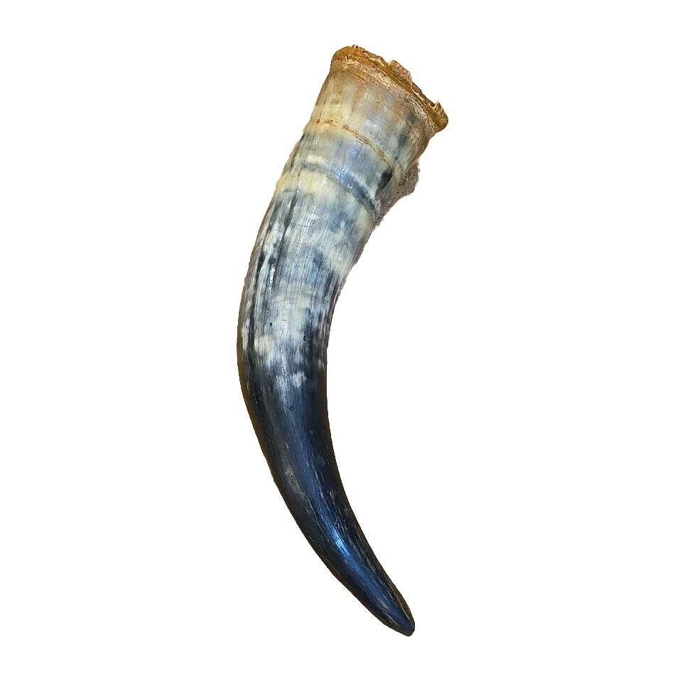 Vintage powder Horn LARGE 11"