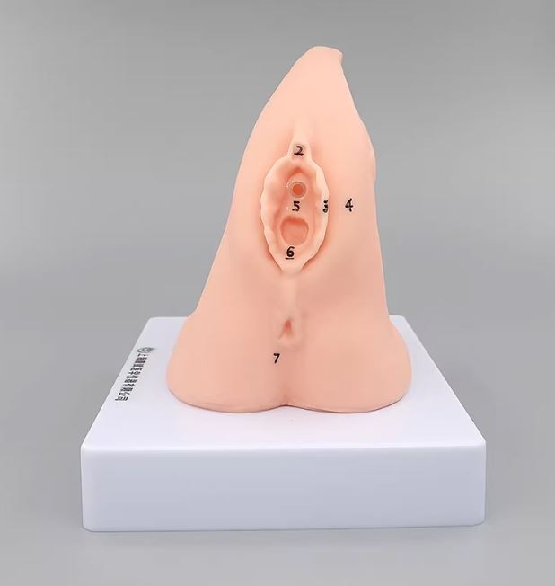 1PC Female Urethral Catheterization Training Simulator Model, Simplified Urinary