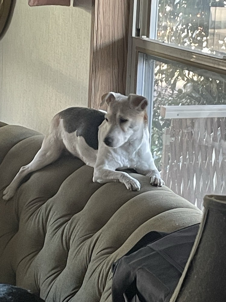 Tariff Relief 🙏 🏠 🐕 🚗