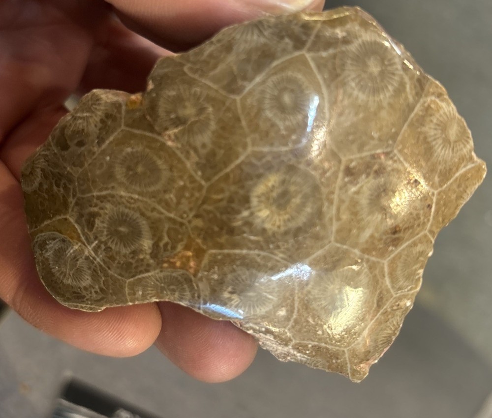 Petrified Coral End Polished