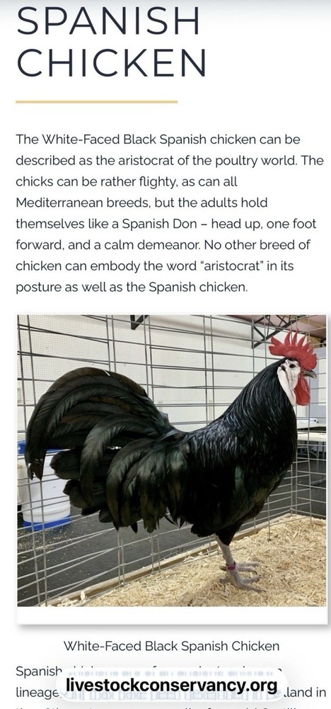 White Faced Black Spanish Hatching Eggs 6+ LF NPIP Certified