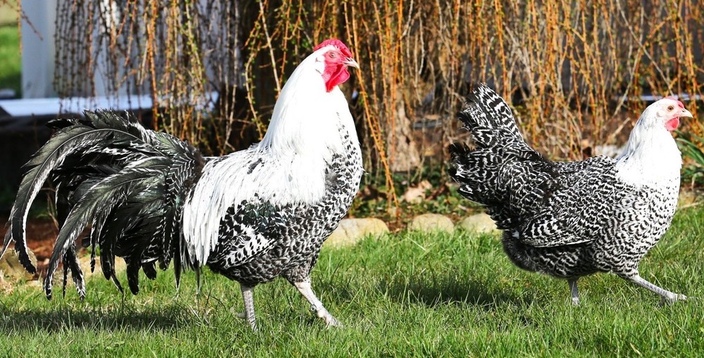 10++ NPIP Silver Deathlayer Hatching Eggs - Read Description - Lemon Possible