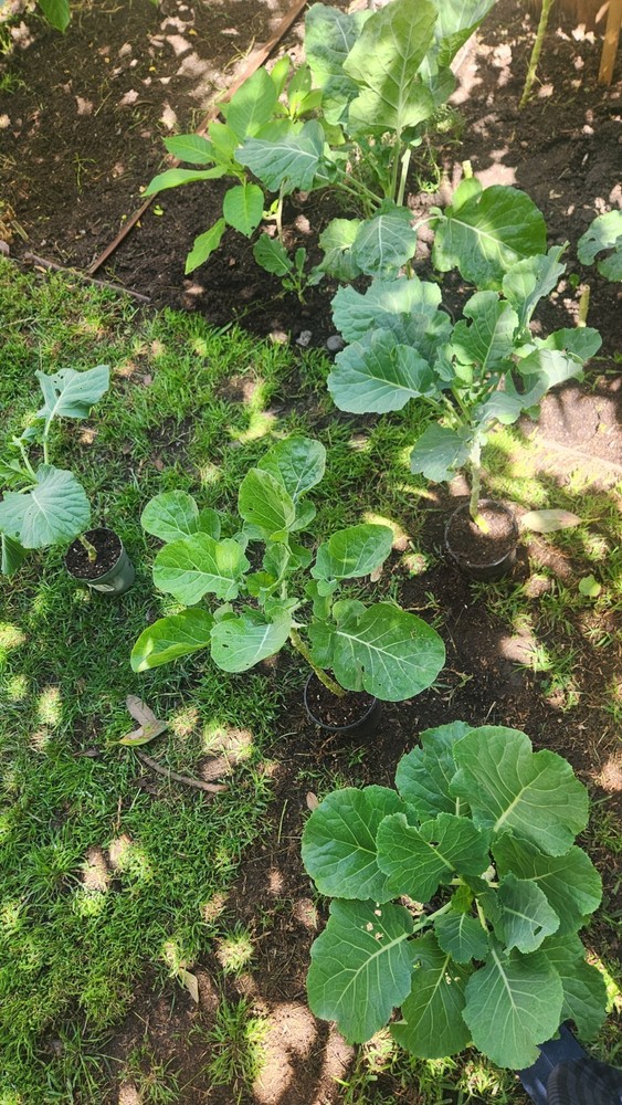 Collard Green Tree 2ea.