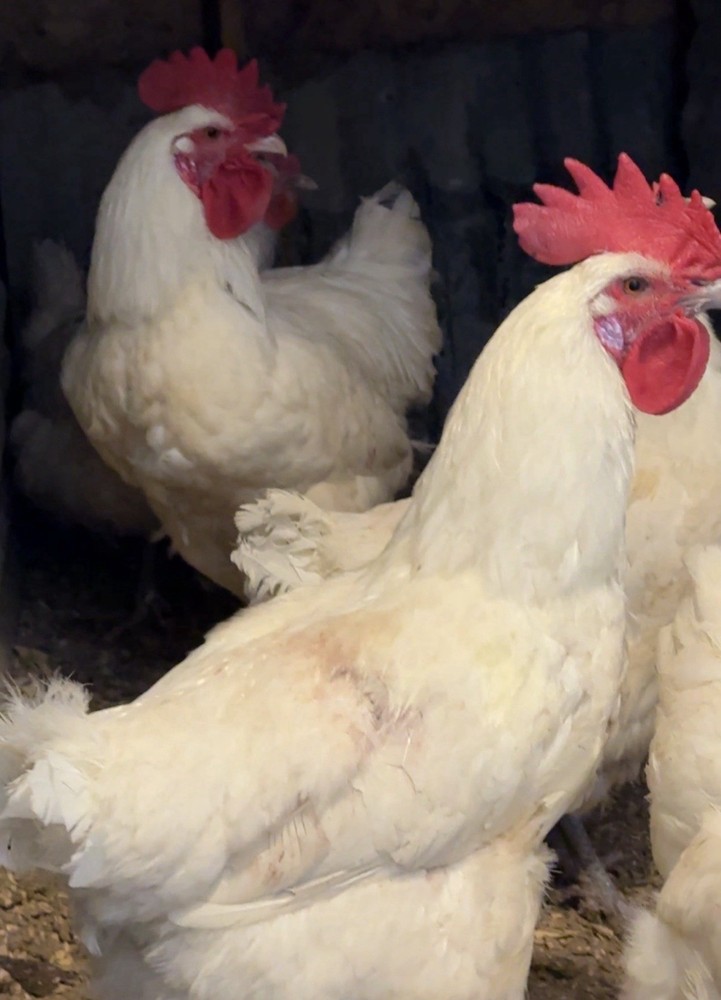 6 + American Bresse Hatching Eggs