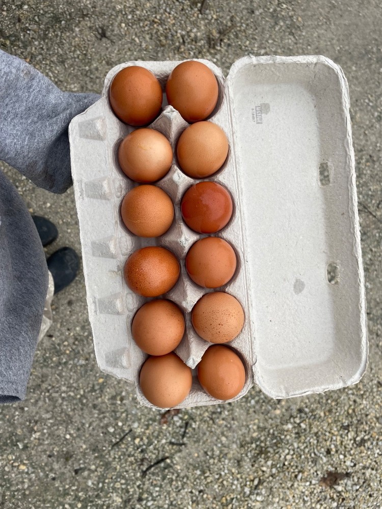 Fertilized Chicken Eggs for Hatching - One Dozen eggs -  Backyard mix