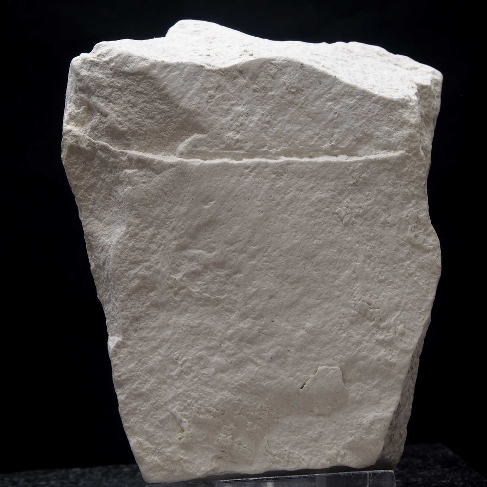 LEAF FOSSIL - Miocene - Erdobenye - HUNGARY AS44