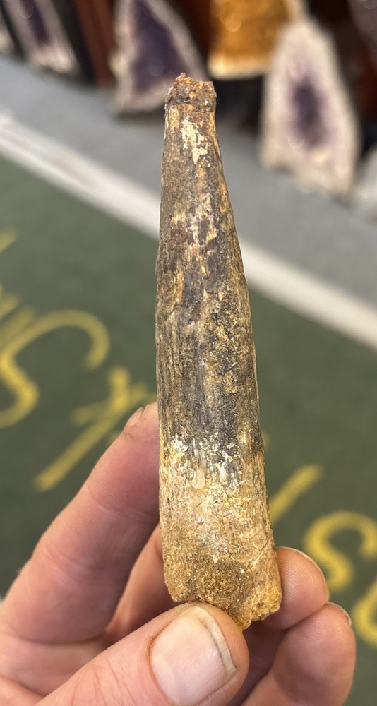 Authentic 4 1/8” Spinosaurus Tooth Fossil