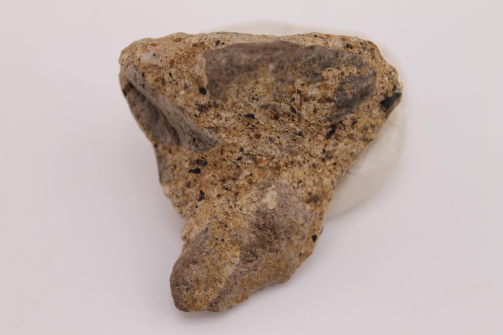 Real Dinosaur Permineralized Fossilized Tooth Jaw Bone Piece Connected