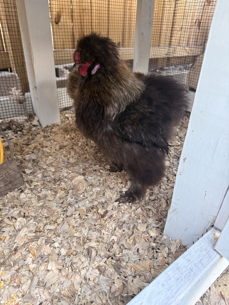 6 Silkie Various Colors hatching eggs