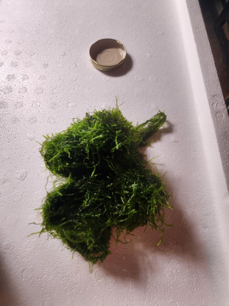 Java Moss / Taxiphyllum barbieri. Easy Low Light Aquarium Plant