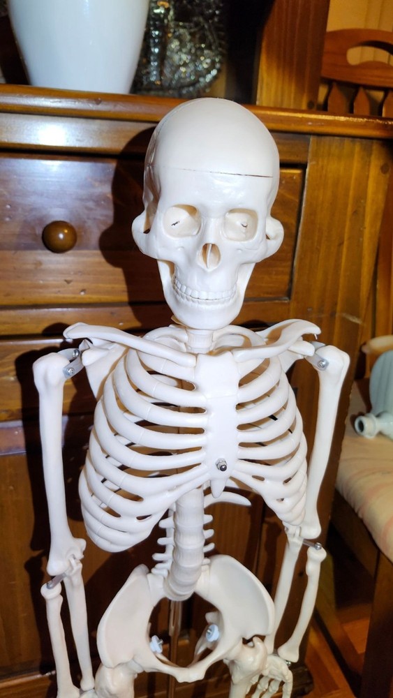 Anatomical Human Skeleton Model Educational Display & Decor