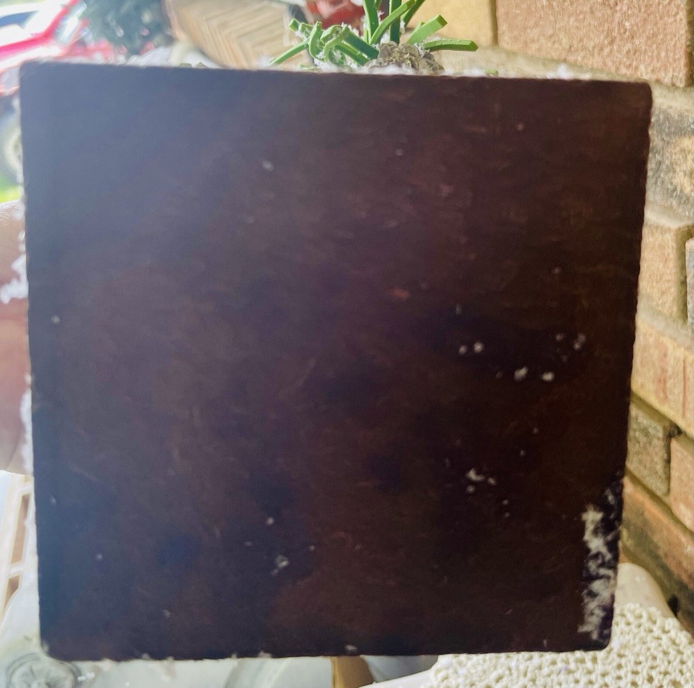 Snowy Douglas Mini Fir Tree 20”