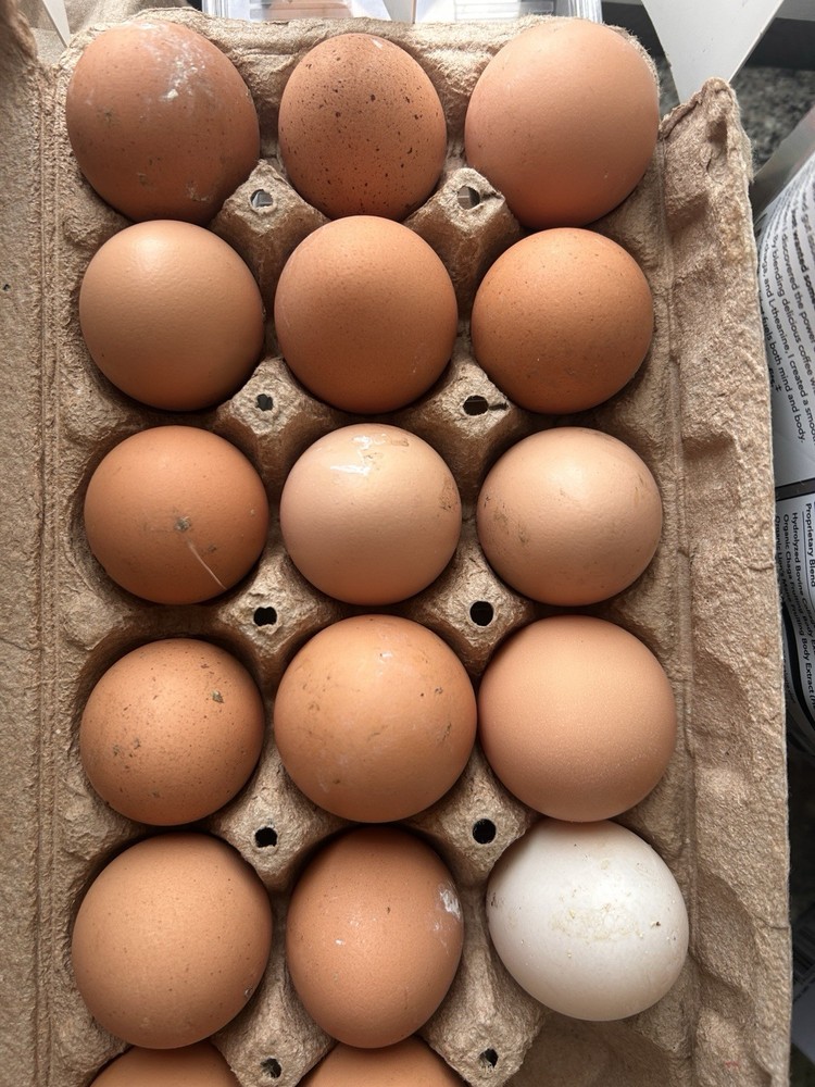 12+ Duck Hatching Eggs Mixed: Pekin, Swedish, Khaki Campbell ￼