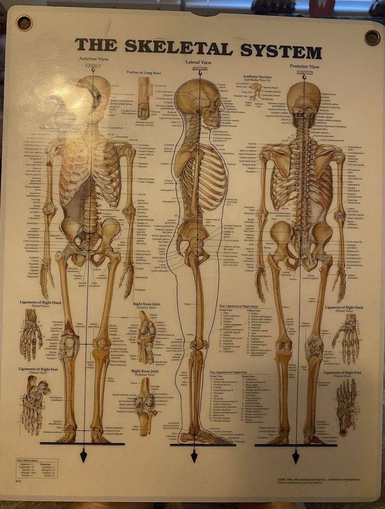 The Muscular System And Skeletal System