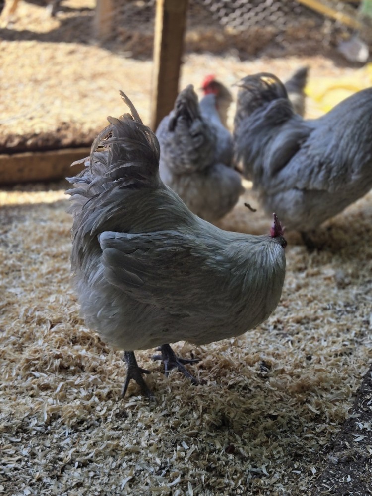 Lavender Orpington Hatching Eggs 12 Plus 2