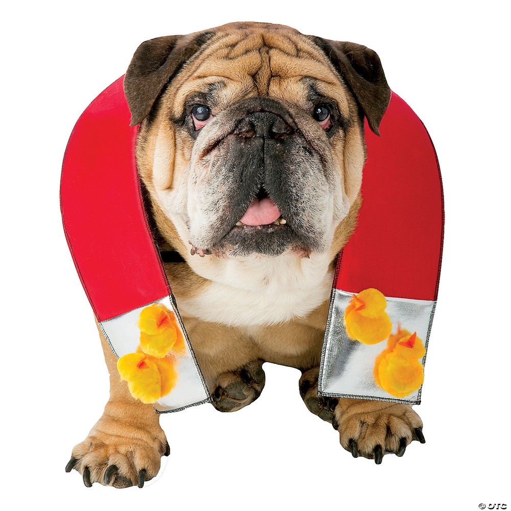 Zelda Chick Magnet Dog - Rasta Imposta