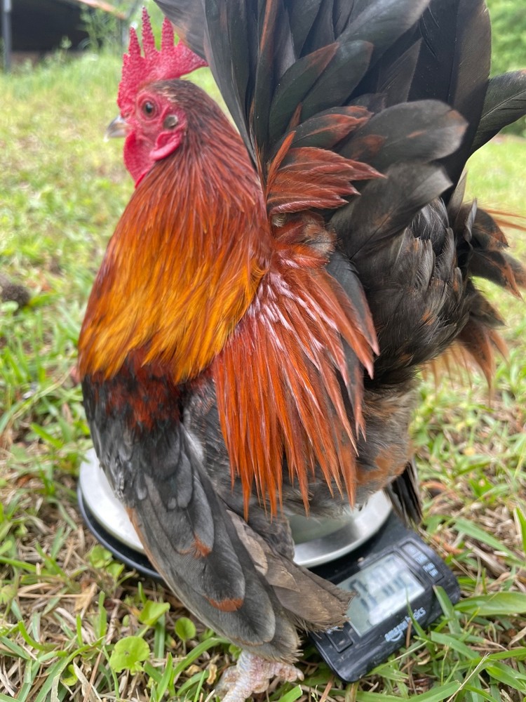 4 Malaysian Serama hatching eggs