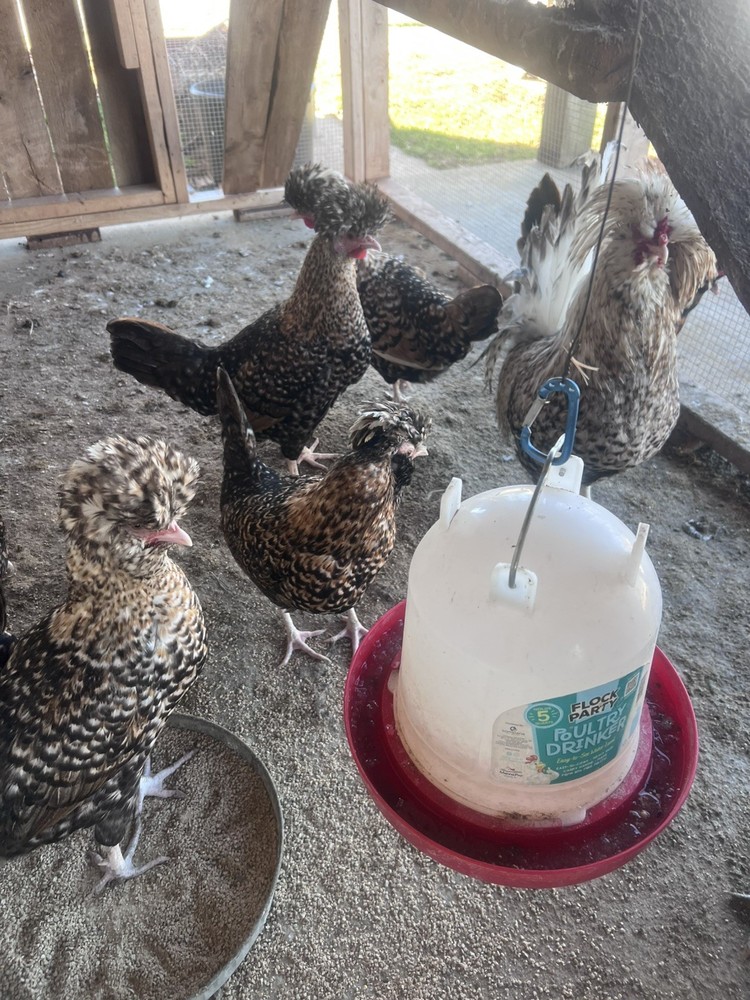 10++ Extra Candy Corn Polish Fertile Hatching Eggs