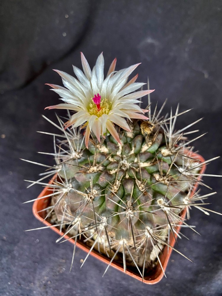 Neoporteria cachytaensis, cactus plant