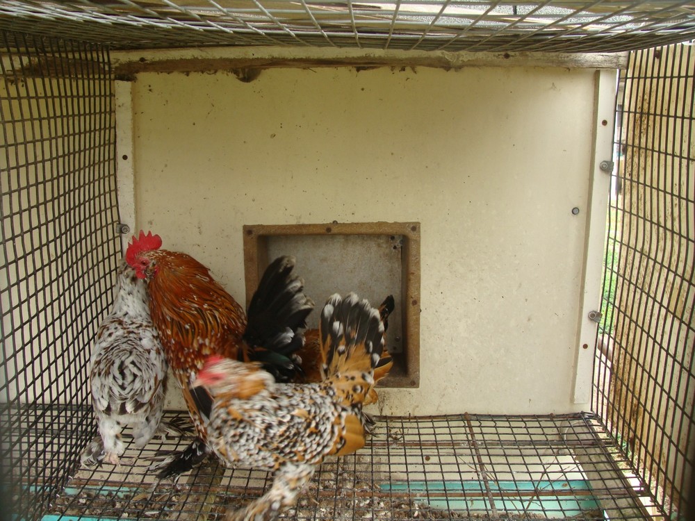 6+ MILLE FLEUR D'UCCLE BANTAM HATCHING EGGS