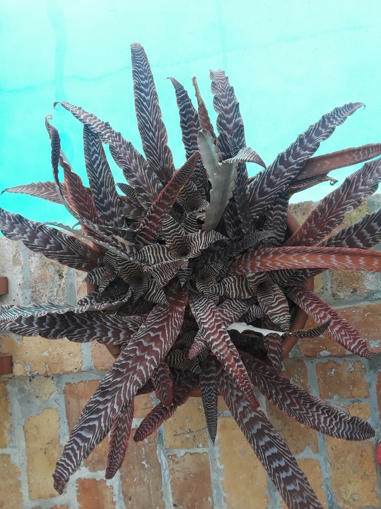 Cryptanthus PHEASANT TAIL Bromeliad one tropical plant *MEDIUM*