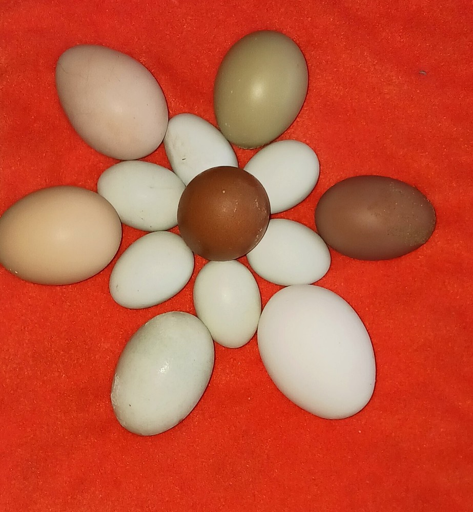 6++ Extreme Malaysian Serama Chicken Hatching Eggs (micro)