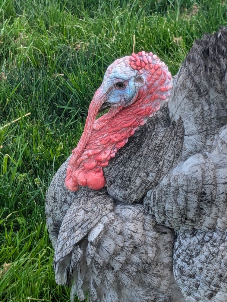 6 Blue Slate Turkey Hatching Eggs