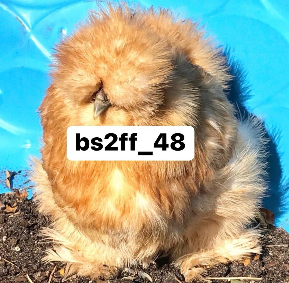 24 Pure Breed Hatching Eggs Variety Pack