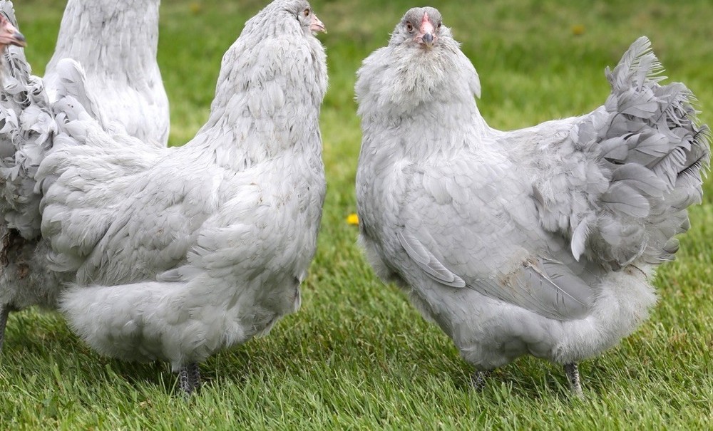 10++ NPIP Lavender Ameraucana Hatching Eggs - Read Description