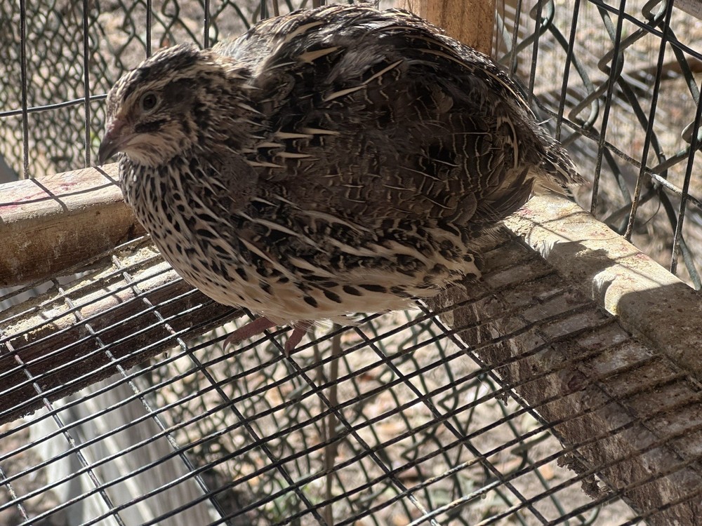55+ Jumbo Cortunix Hatching Eggs NPIP Tested Ready To Ship